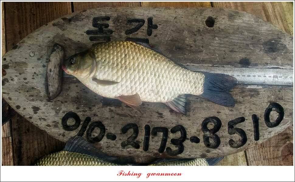 매전지화곡지돌감실리곡한버들 조황 (조황조행기 - 특파원조황)