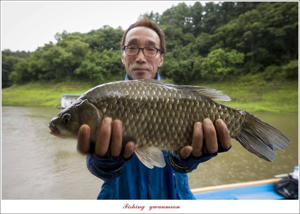 신매 42 cm돌감신리실리곡제일화곡지 조황 (조황조행기 - 특파원조황)