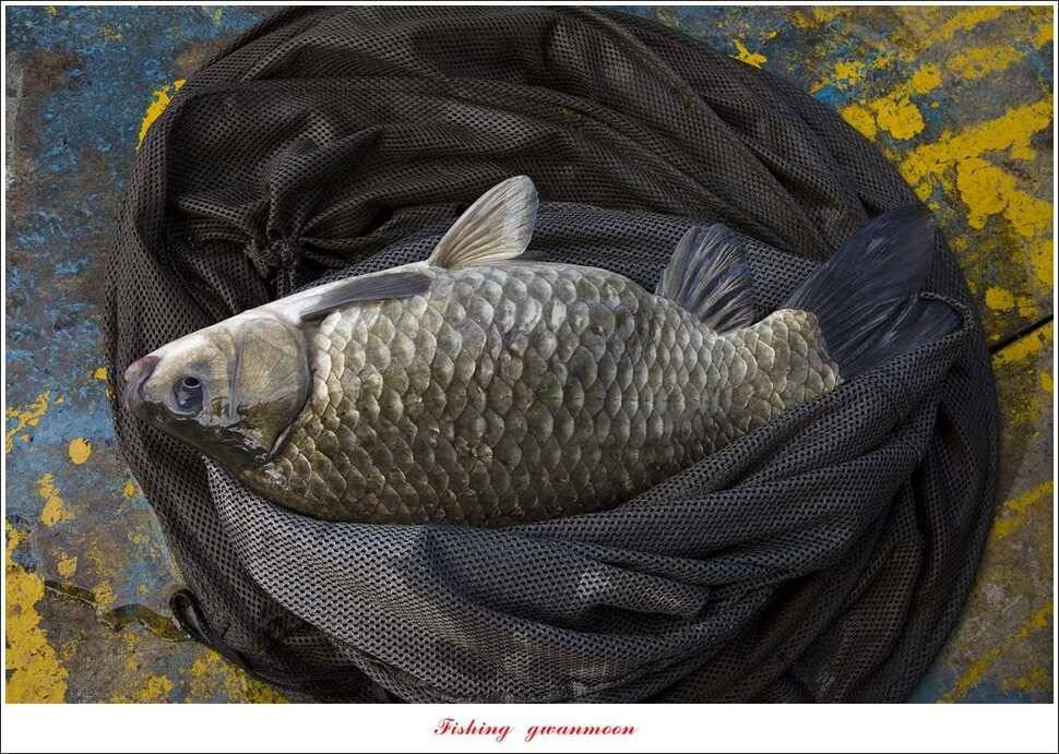 신리 46cm41cm병호 41cm돌감 40 cm (조황조행기 - 특파원조황)