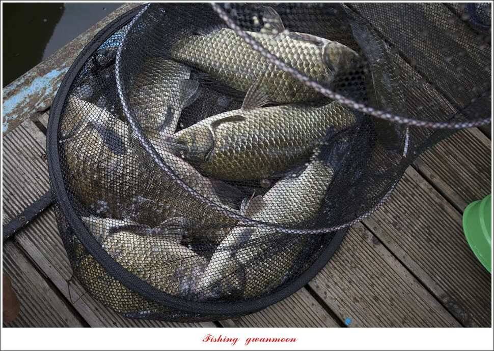 신매 40 cm 및 월척 조황 (조황조행기 - 특파원조황)