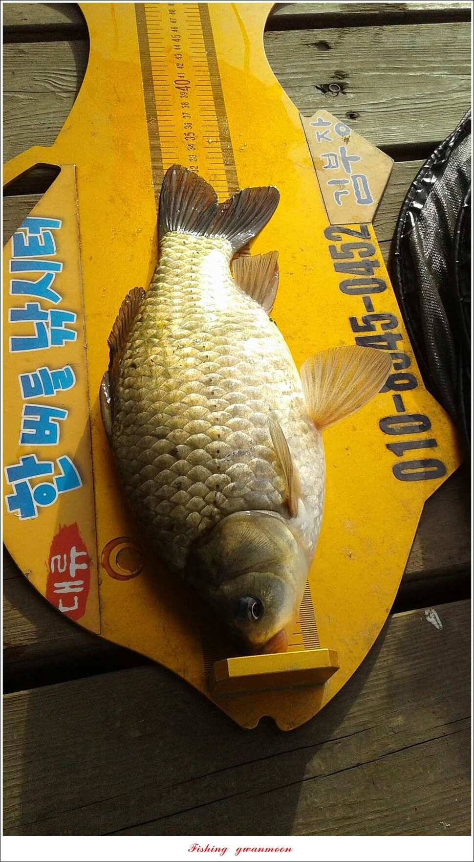 실리곡 사짜화곡지 사짜한버들 38cm 조황 (조황조행기 - 특파원조황)