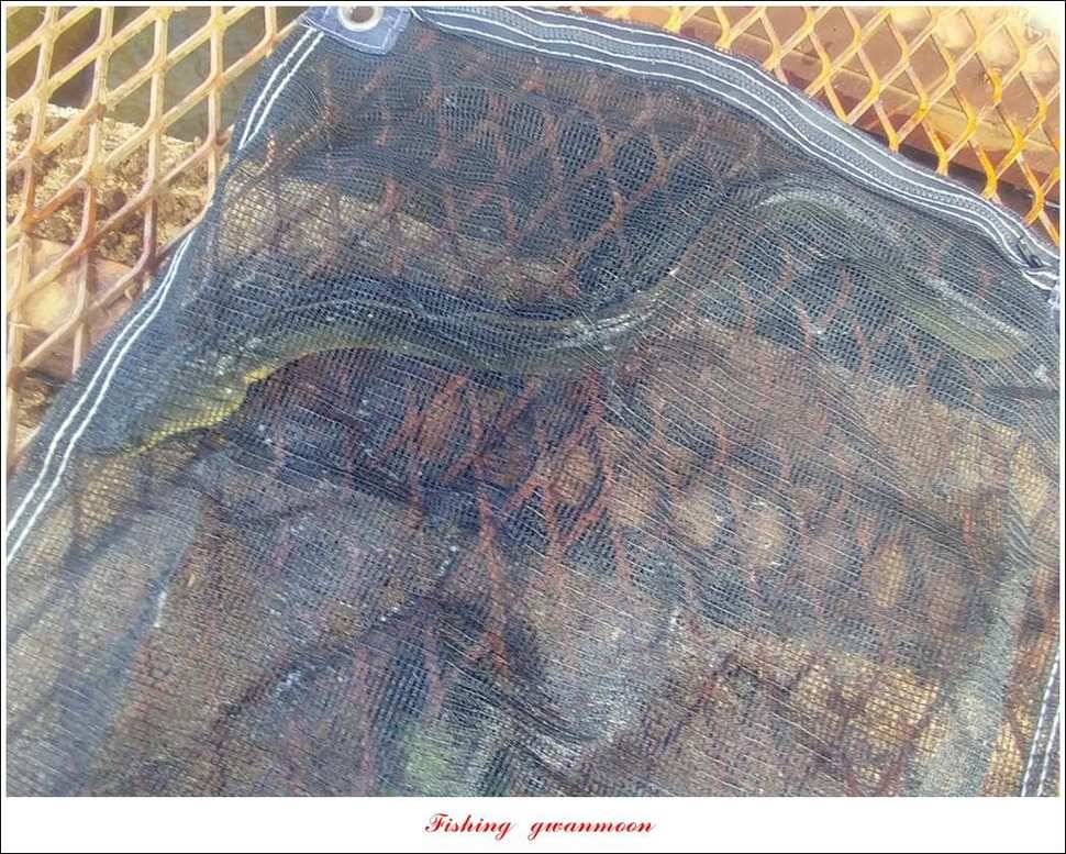 신매 42 cm돌감신리실리곡제일화곡지 조황 (조황조행기 - 특파원조황)