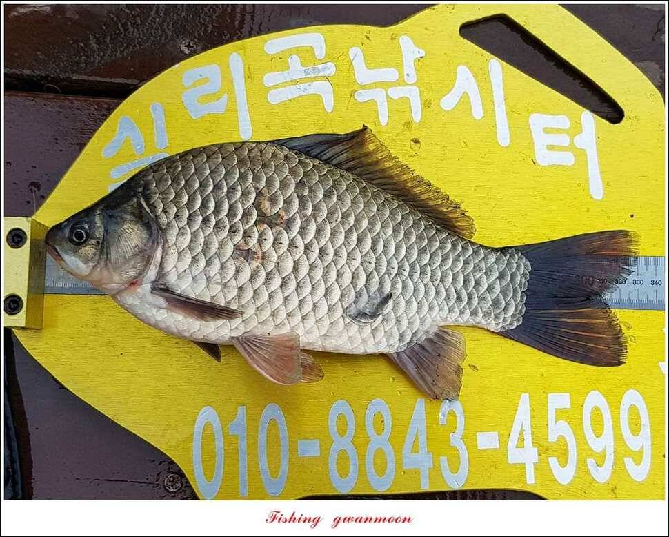 한버들실리곡매전지 조황 (조황조행기 - 특파원조황)