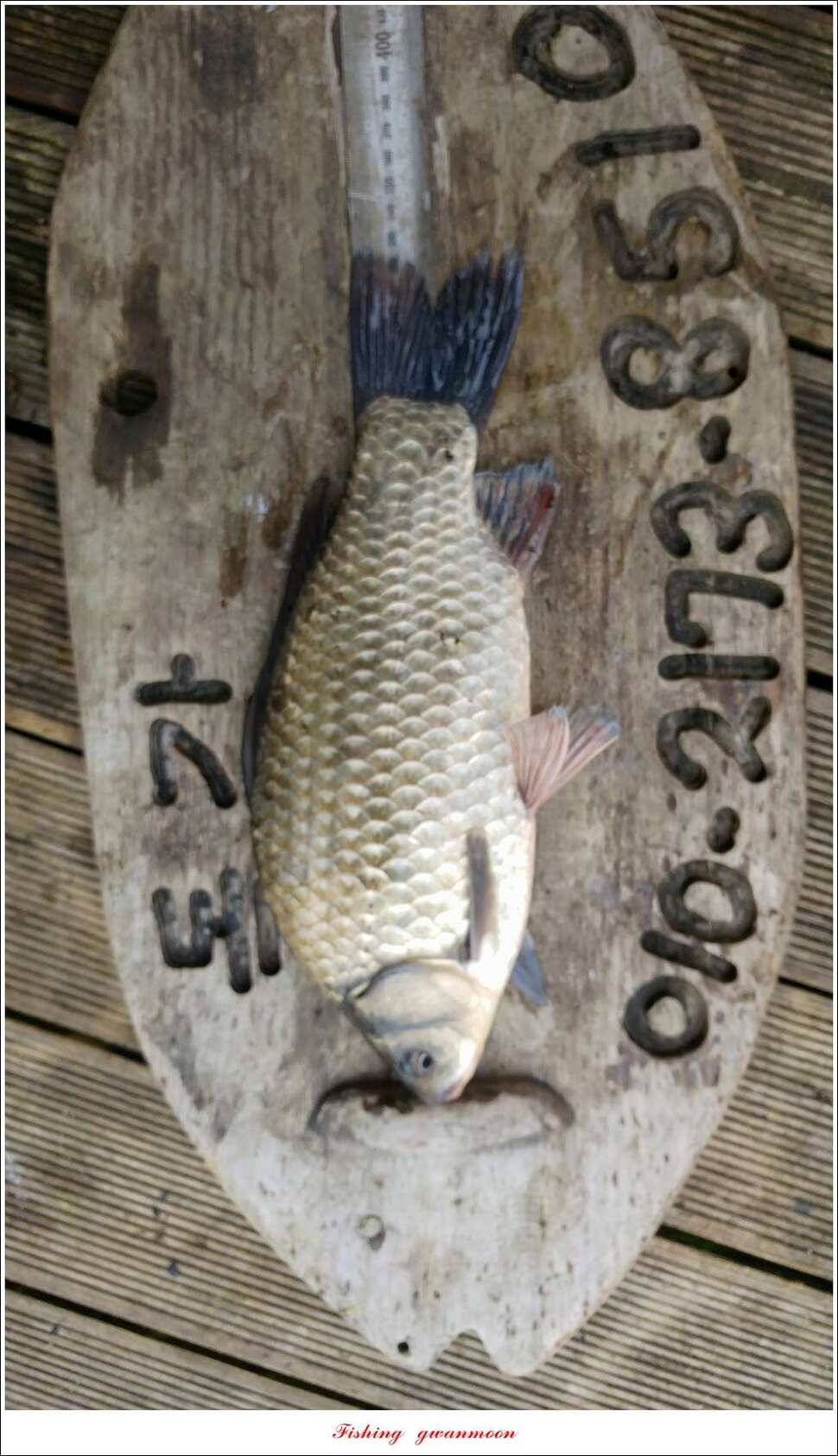 신매 42 cm 돌감 허리급한버들실리곡달천강 월척 조황 (조황조행기 - 특파원조황)
