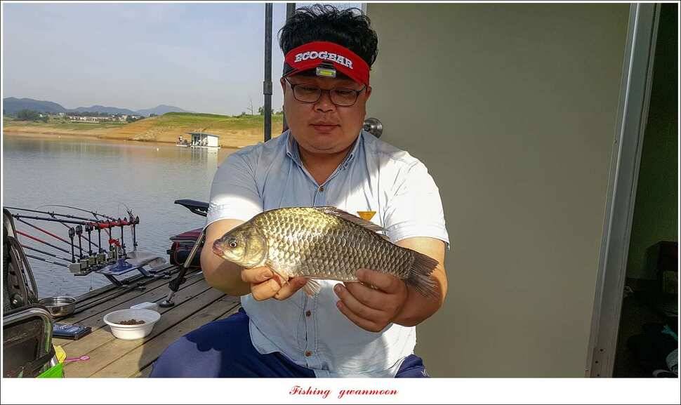 돌감 42 cm늘푸른한버들신리 허리급 월척 및 마릿수 조황 (조황조행기 - 특파원조황)