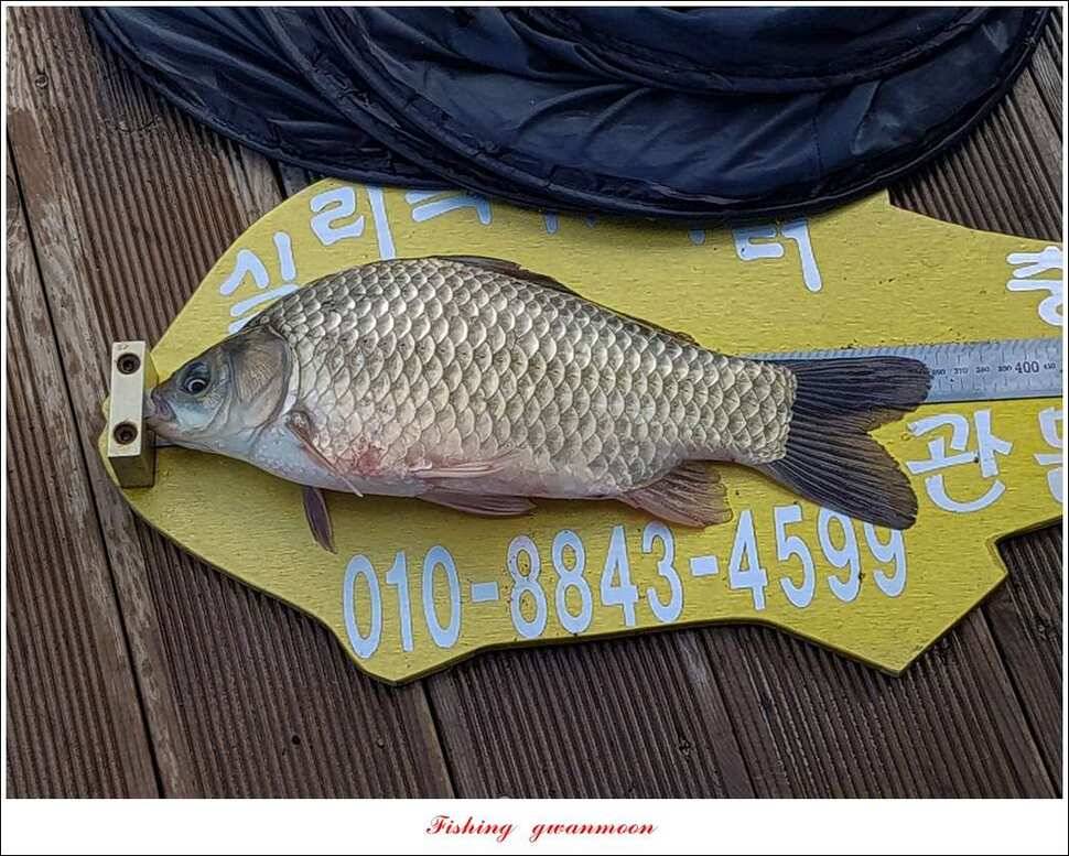 신리 46cm41cm병호 41cm돌감 40 cm (조황조행기 - 특파원조황)