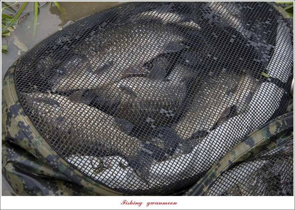 실리곡 39 cm신리 조황 및 충주권 대물 조황 (조황조행기 - 특파원조황)