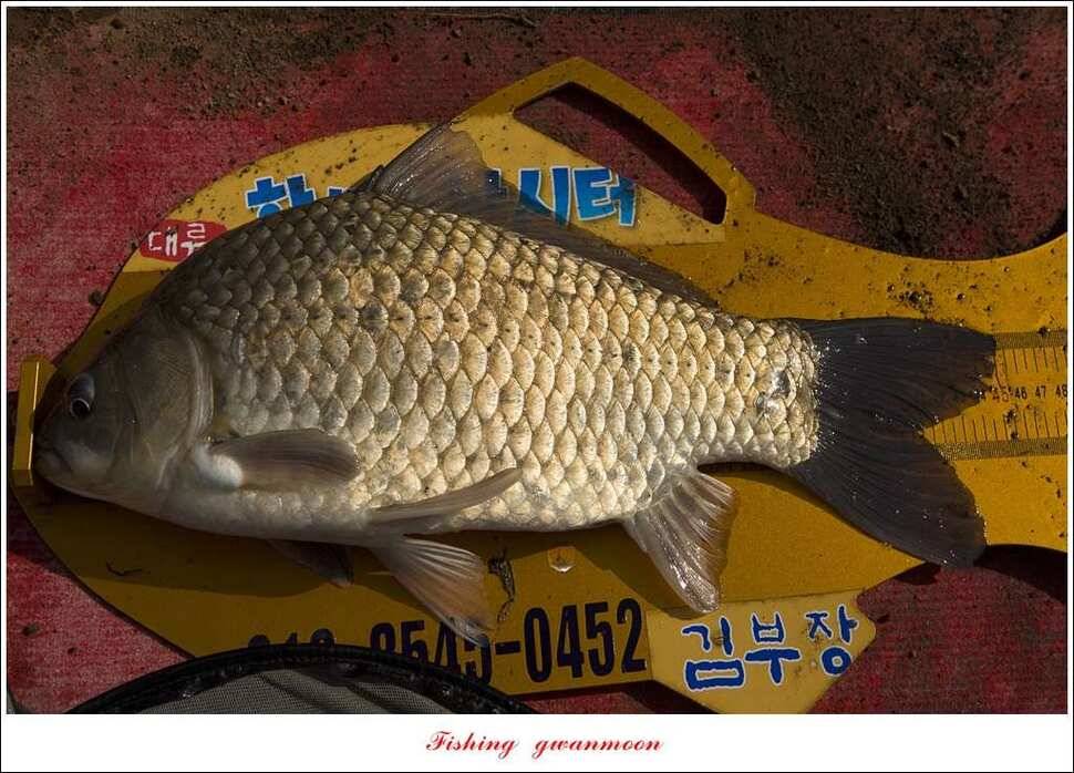 한버들 45 cm 외 사짜사짜 대박 (조황조행기 - 특파원조황)