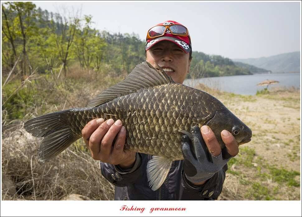 신매 사짜추평지 483 cm (조황조행기 - 특파원조황)