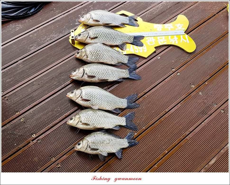 제일 47 cm 대물실리곡한버들 마릿수 월척 조황 (조황조행기 - 특파원조황)