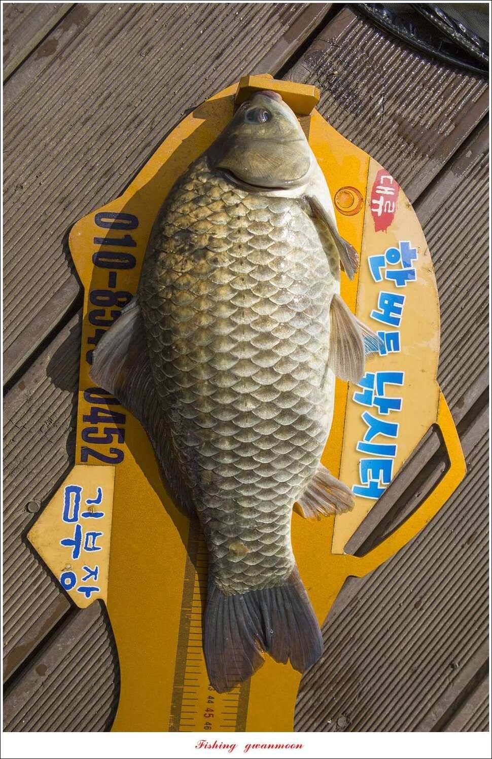 한버들 435 cm 대물 조황 (조황조행기 - 특파원조황)