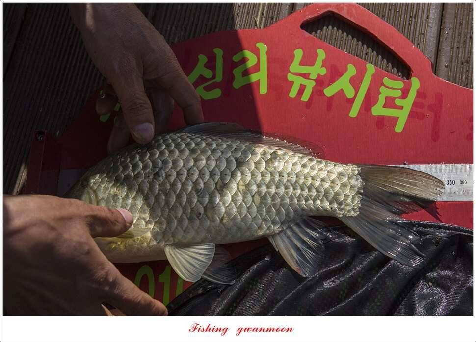 청풍 신리 42 cm칠성지 44 cm한버들 월척 조황 (조황조행기 - 특파원조황)