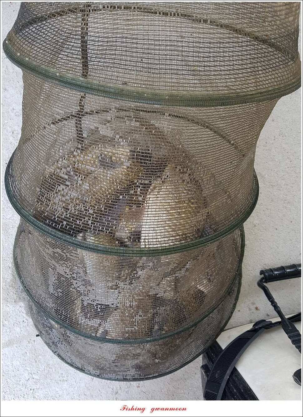 실리곡 사짜화곡지 사짜한버들 38cm 조황 (조황조행기 - 특파원조황)