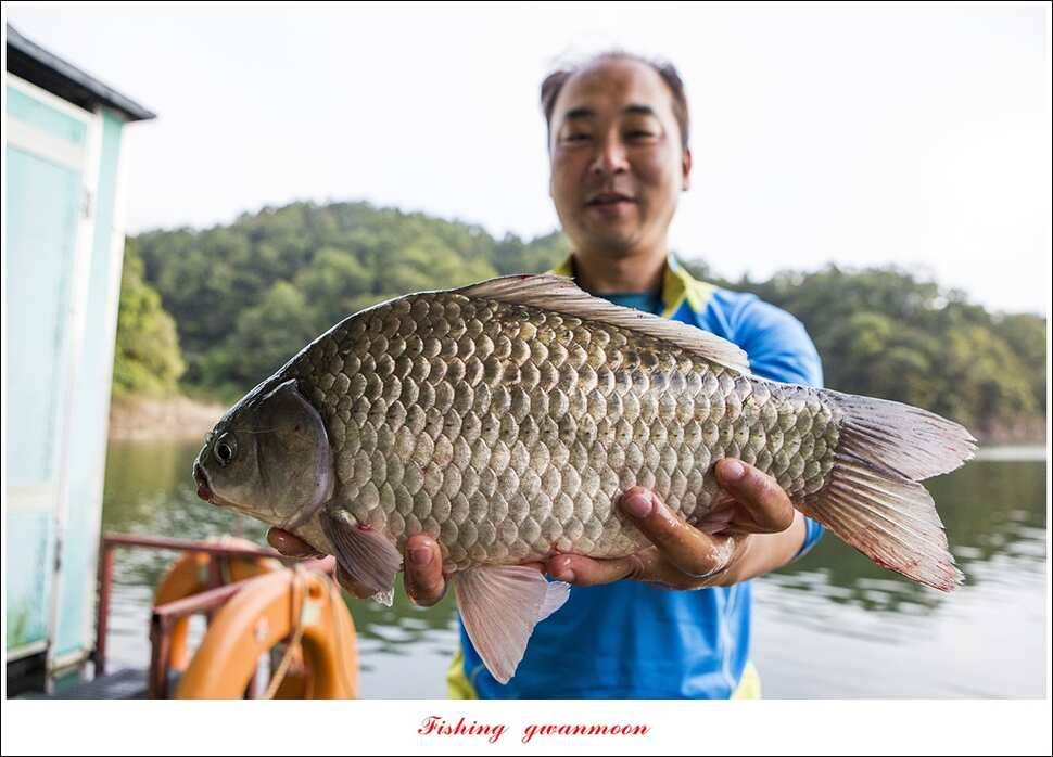 신매 사짜매전지 대물한버들 월척 조황 (조황조행기 - 특파원조황)