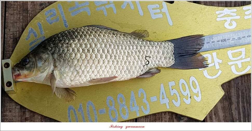 실리곡 435 cm 대물칠성지화곡지 조황 (조황조행기 - 특파원조황)