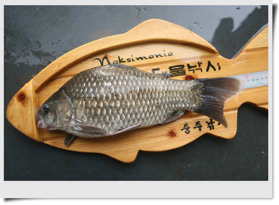충주호 소식 (조황조행기 - 특파원조황)