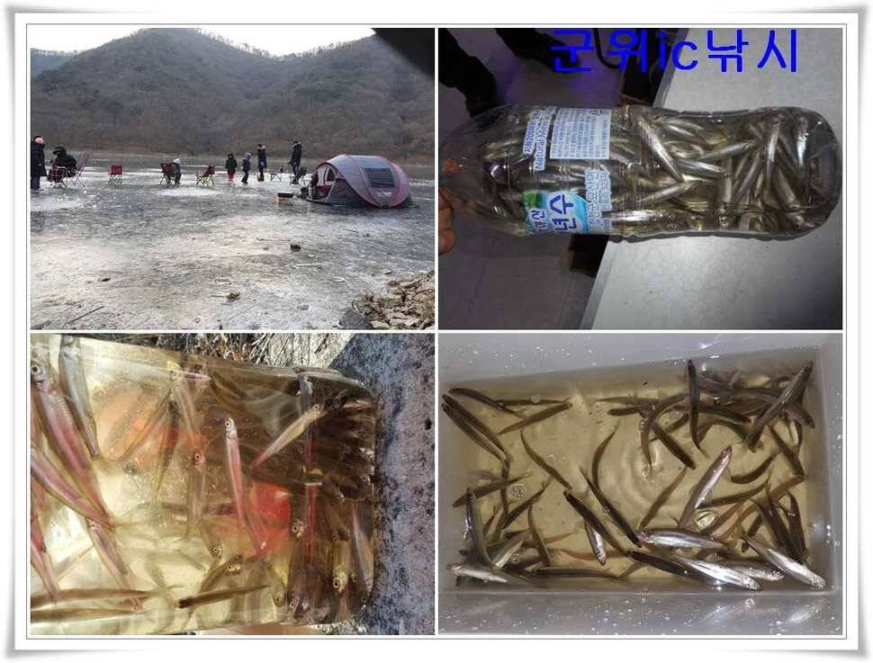 경북빙어낚시 대박조황 (조황조행기 - 특파원조황)