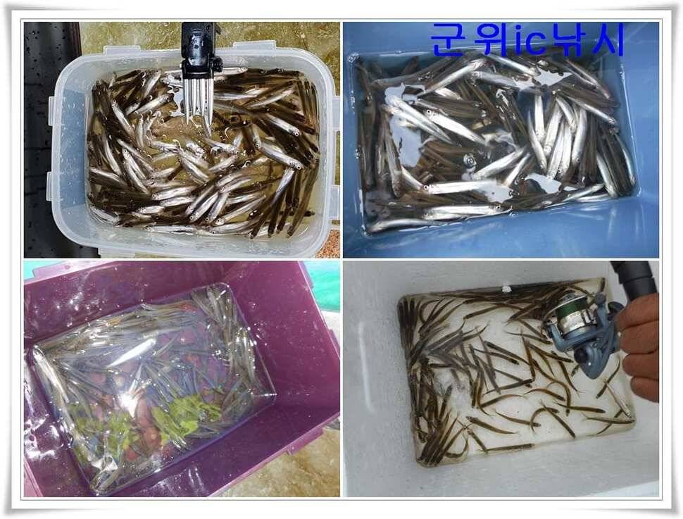 군위 초대박 무료빙어낚시터 발견 10분거리 (조황조행기 - 특파원조황)