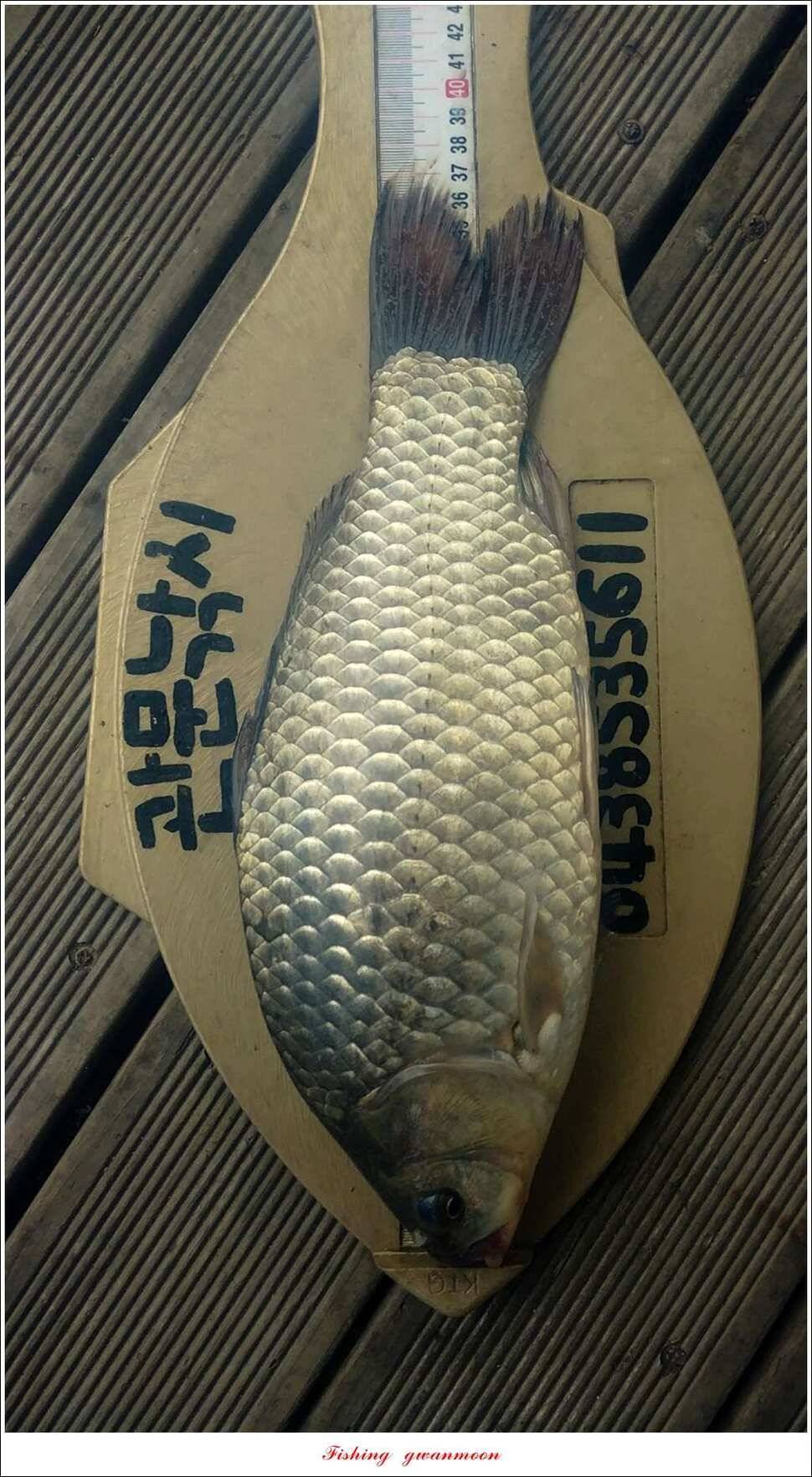 청풍 신리 44 cm 및 마릿수 월척 신매 월척 조황 (조황조행기 - 특파원조황)