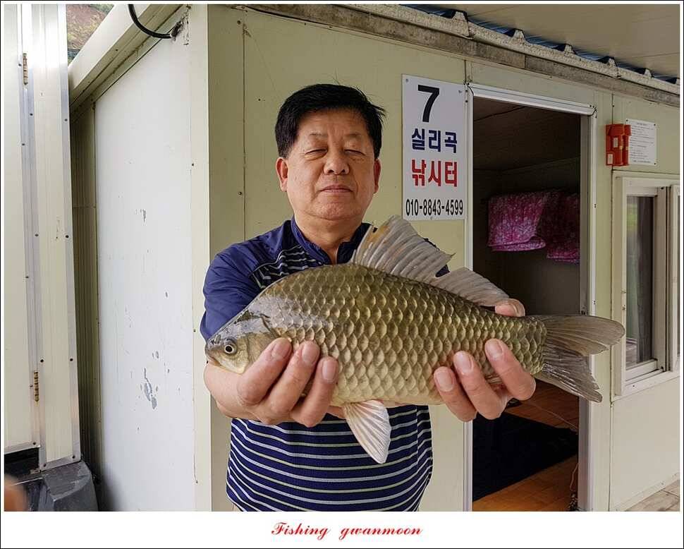 추평 465 cm칠성지 사짜충주호 조황 (조황조행기 - 특파원조황)