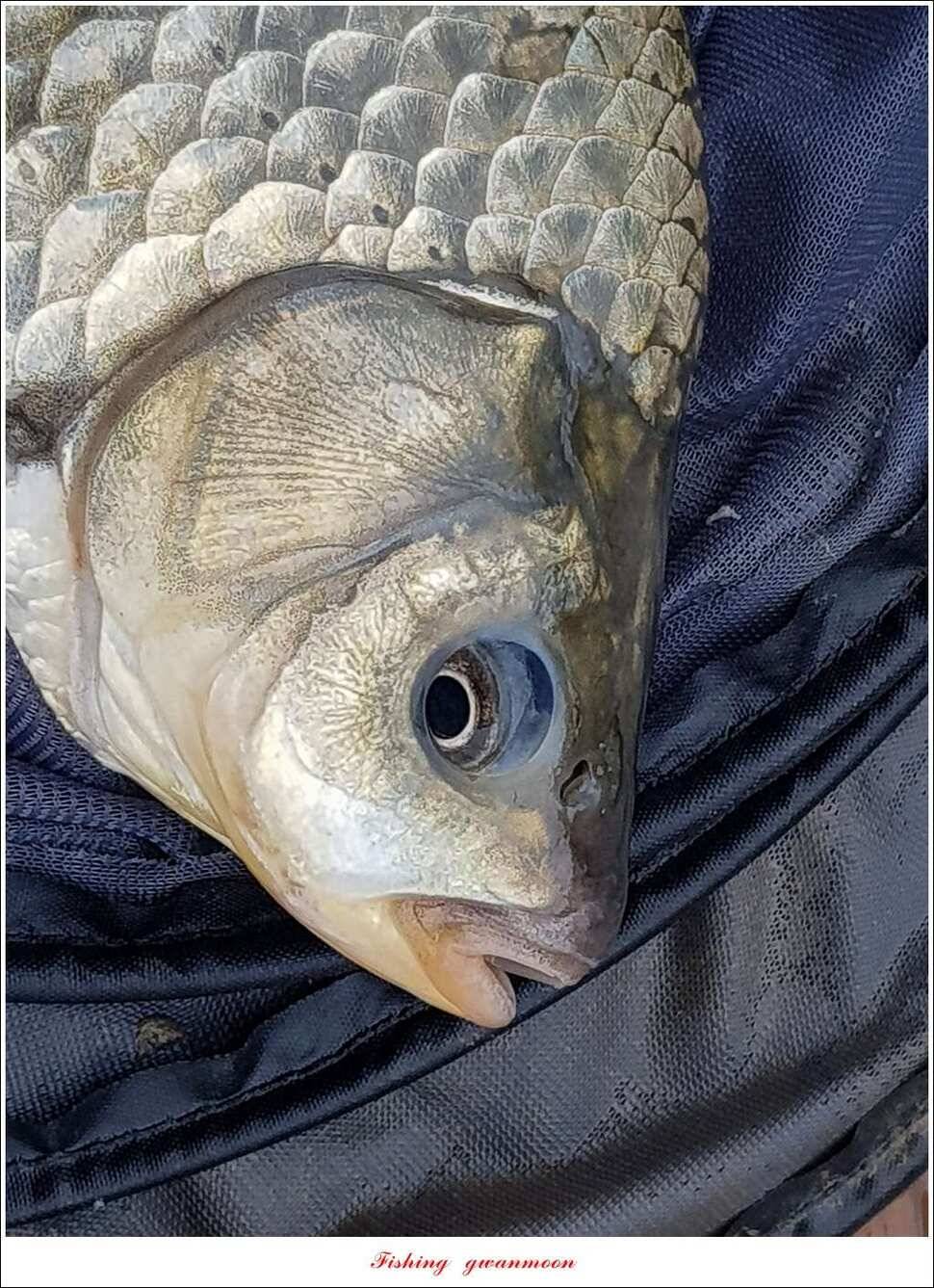 추평지 504 cm485 cm화곡지돌감실리곡 조황 (조황조행기 - 특파원조황)