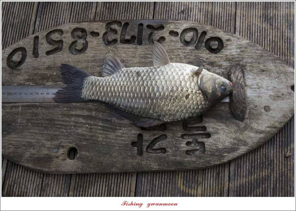 추평지 사짜병호 38 cm돌감한버들 실리곡 월척 조황 (조황조행기 - 특파원조황)