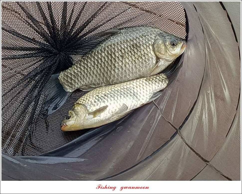 추평지 504 cm485 cm화곡지돌감실리곡 조황 (조황조행기 - 특파원조황)