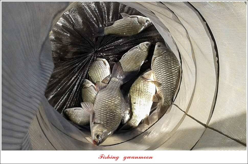 신매 42 cm 돌감 허리급한버들실리곡달천강 월척 조황 (조황조행기 - 특파원조황)