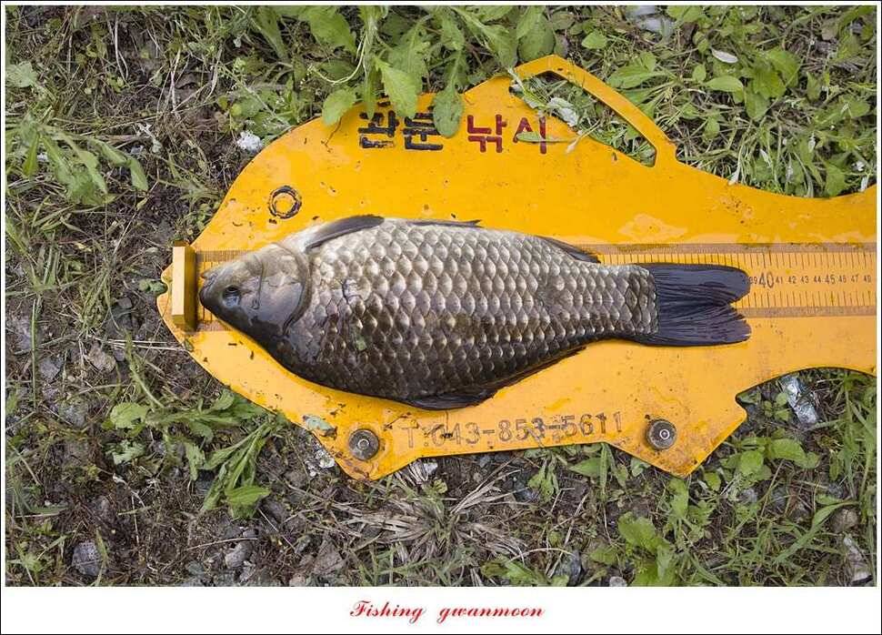추평지 504 cm485 cm화곡지돌감실리곡 조황 (조황조행기 - 특파원조황)