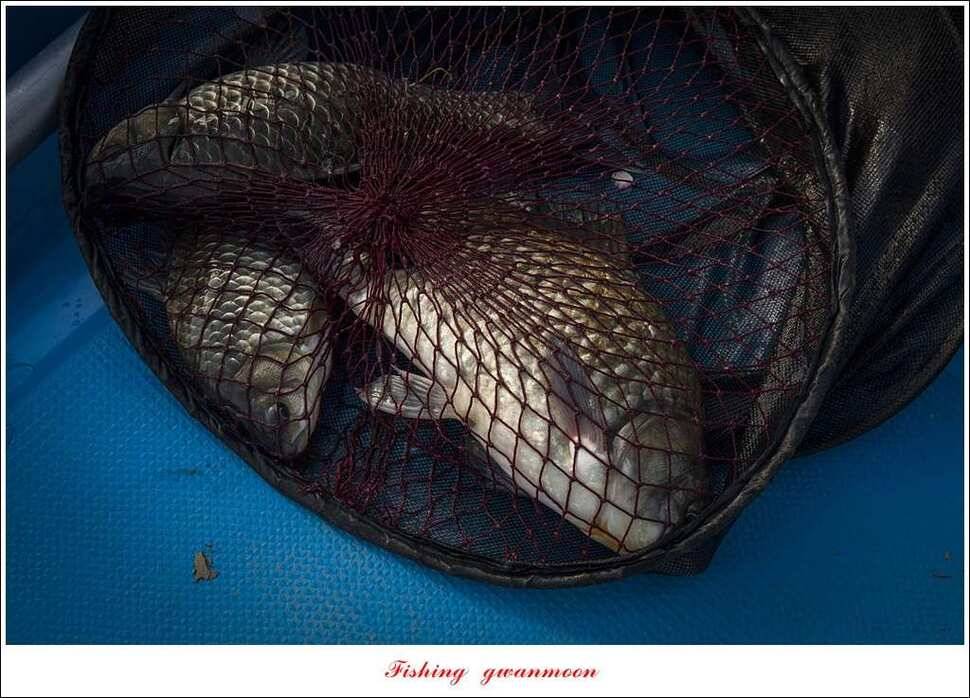 실리곡 사짜화곡지 사짜한버들 38cm 조황 (조황조행기 - 특파원조황)