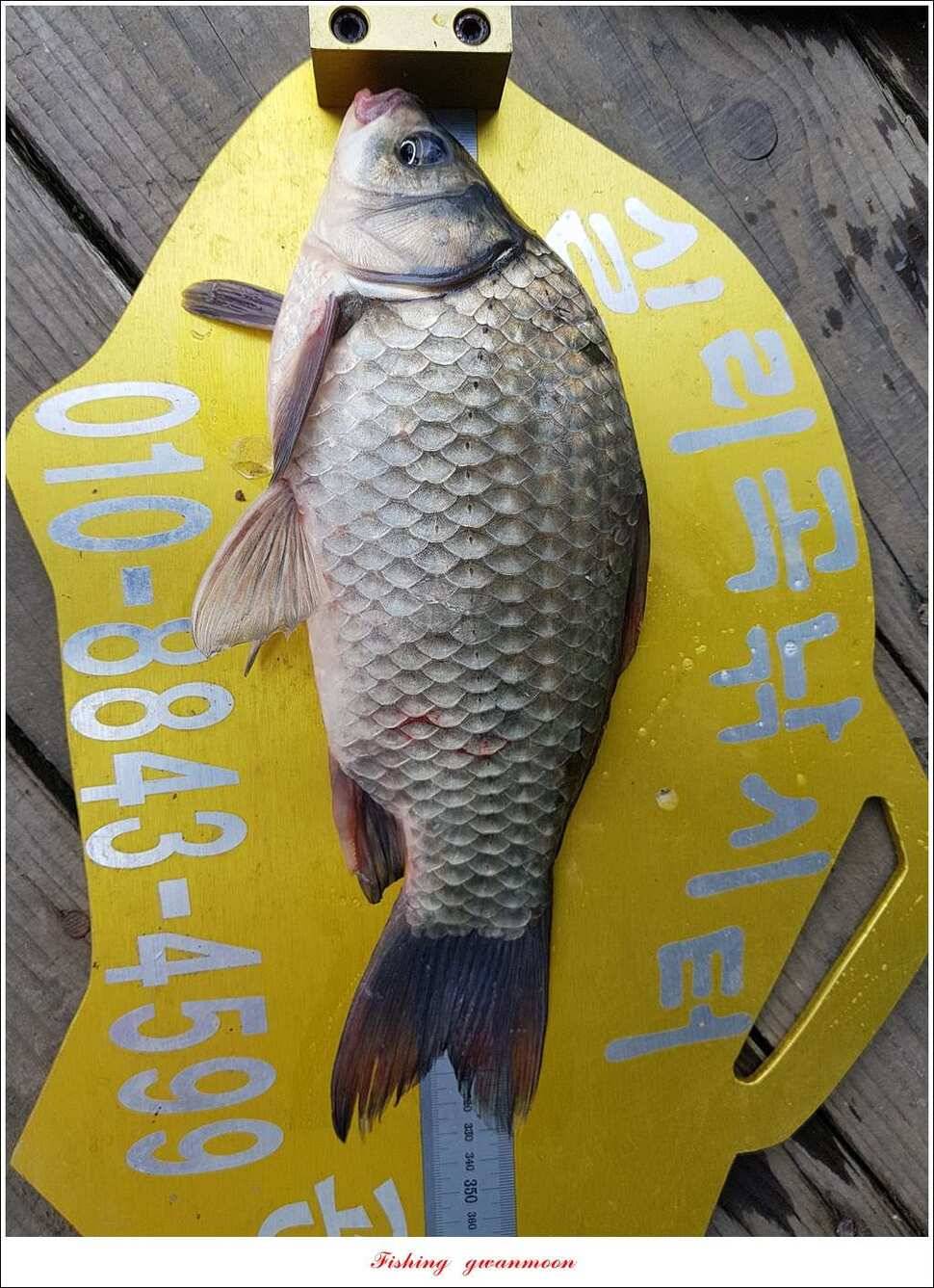병호 445 cm실리곡돌감한버들노지조황 (조황조행기 - 특파원조황)