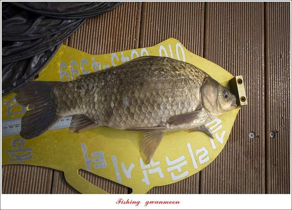 실리곡 사짜한버들 사짜 (조황조행기 - 특파원조황)
