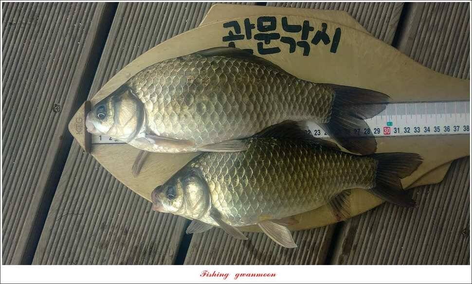 신매돌감화곡지 월척 조황 (조황조행기 - 특파원조황)