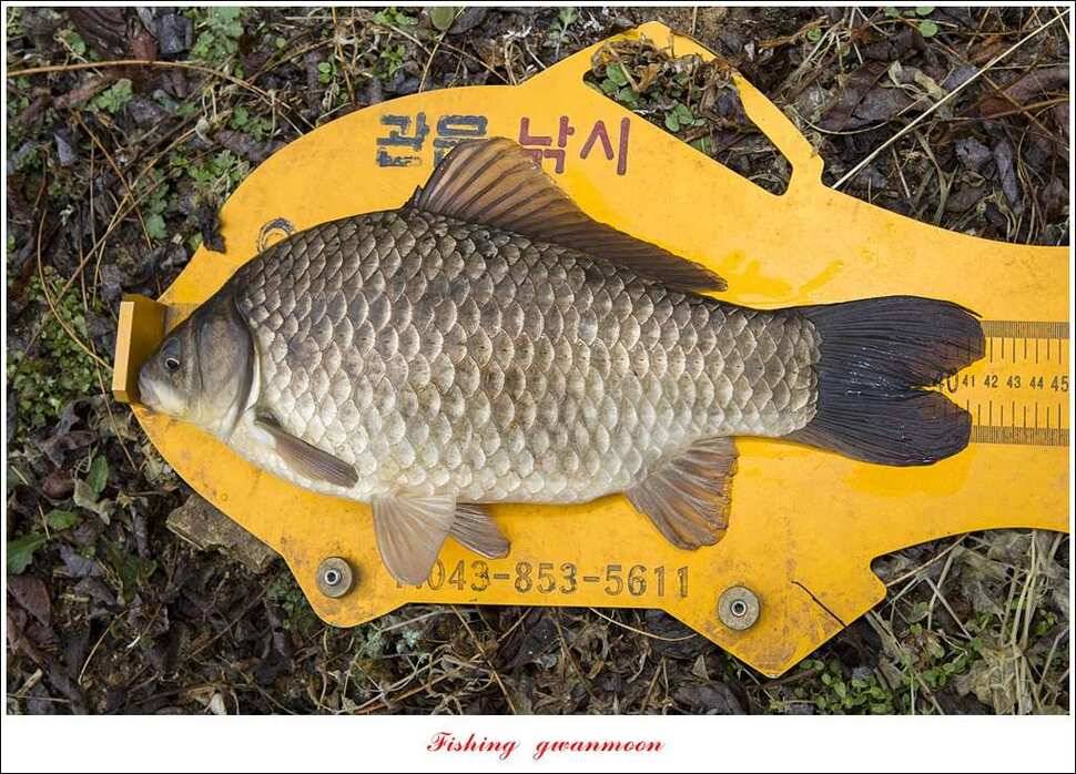 화곡지 사짜 및 마릿수 월척 (조황조행기 - 특파원조황)