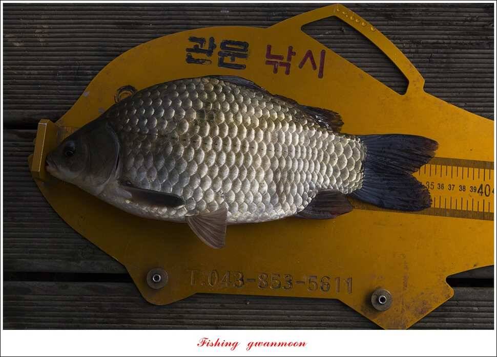 신매실리곡한버들 월척 조황 (조황조행기 - 특파원조황)