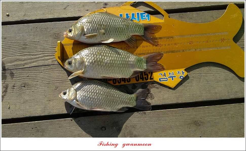 한버들실리곡 월척 조황 (조황조행기 - 특파원조황)