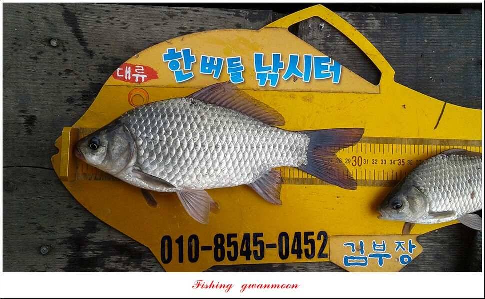 신매 혹부리 445 cm병호 41 cm실리곡한버들두무소 월척 조황 (조황조행기 - 특파원조황)
