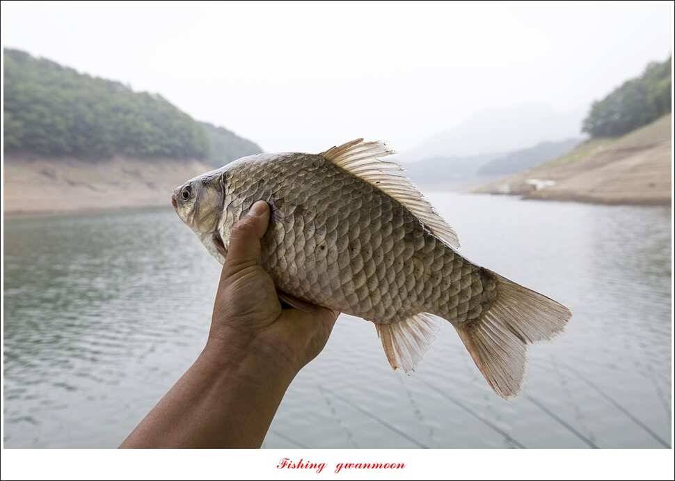 신매 42 cm 외 충주호 조황 (조황조행기 - 특파원조황)