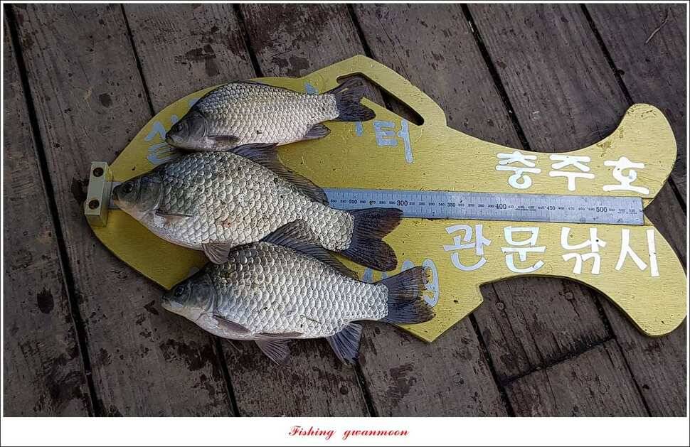실리곡 허리급 월척 및 마릿수 조황 (조황조행기 - 특파원조황)