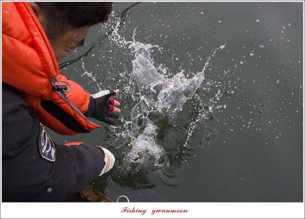 제일 47 cm 대물실리곡한버들 마릿수 월척 조황 (조황조행기 - 특파원조황)
