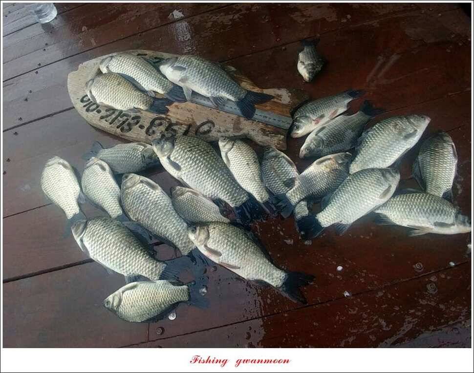 신매 42 cm 혹부리 대물돌감신리실리곡 월척 조황 (조황조행기 - 특파원조황)