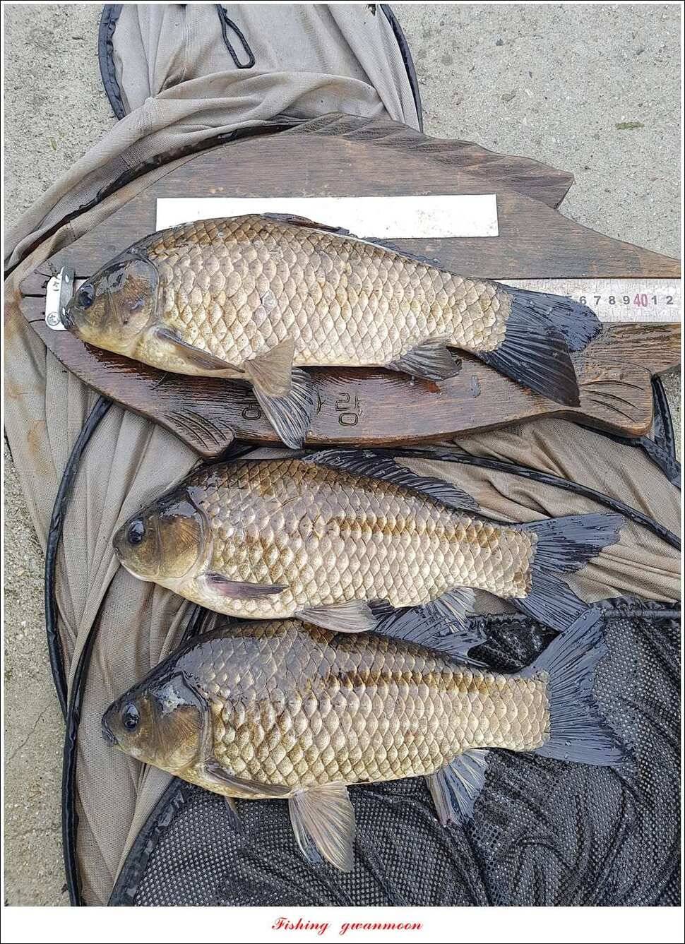 추평지 504 cm485 cm화곡지돌감실리곡 조황 (조황조행기 - 특파원조황)
