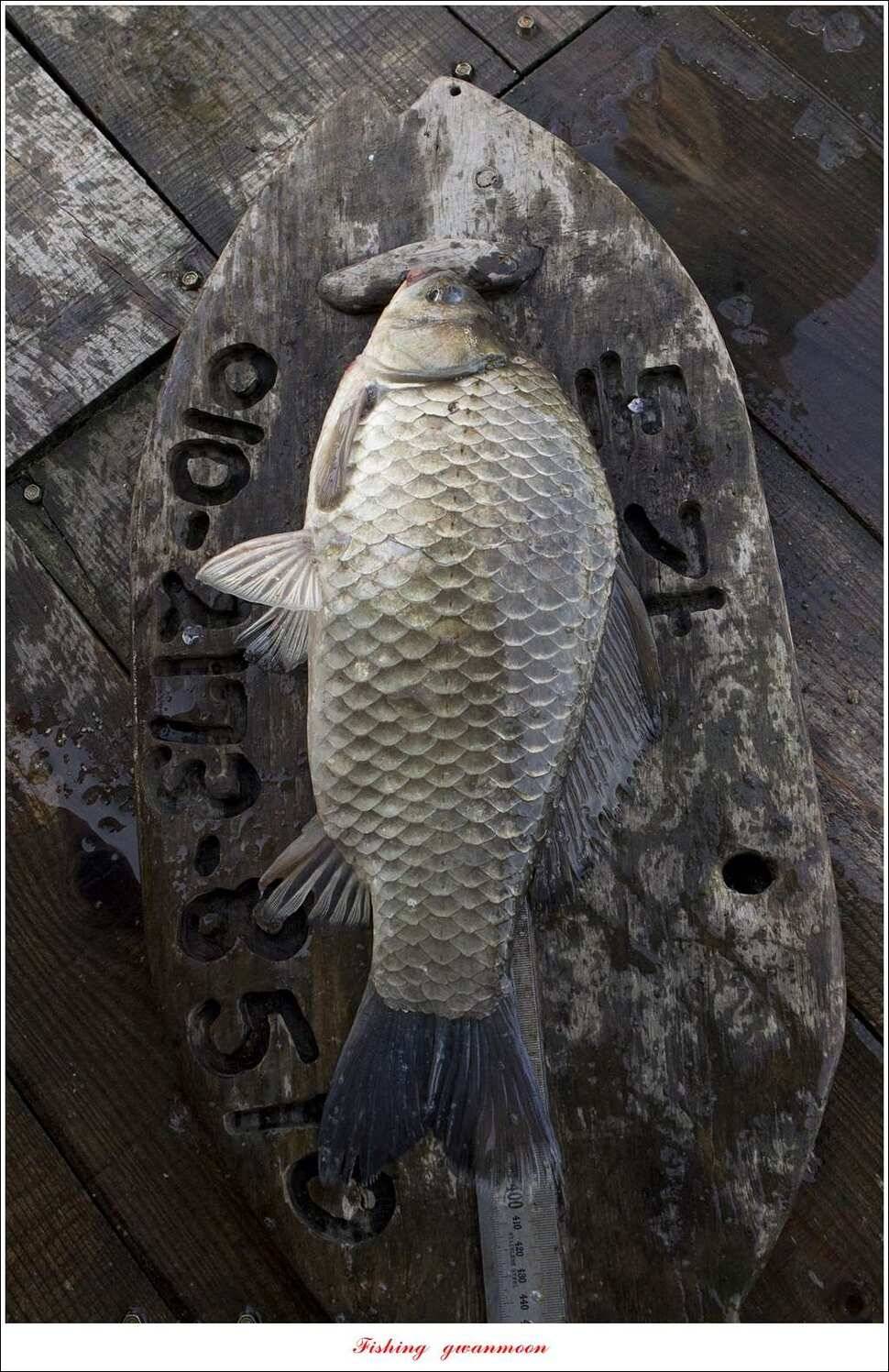 돌감 40 cm40 cm신리 42 cm 화곡지 사짜 조황 (조황조행기 - 특파원조황)