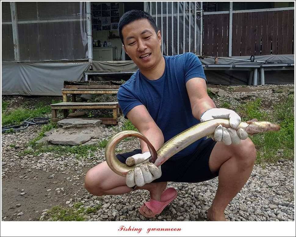 늘푸른 대물 장어한버들신리 월척 조황 (조황조행기 - 특파원조황)