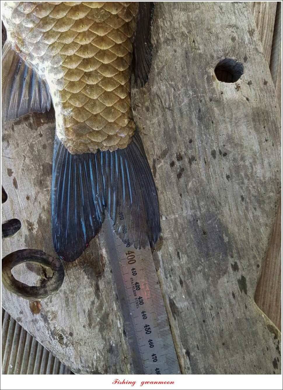 돌감 40 cm40 cm신리 42 cm 화곡지 사짜 조황 (조황조행기 - 특파원조황)