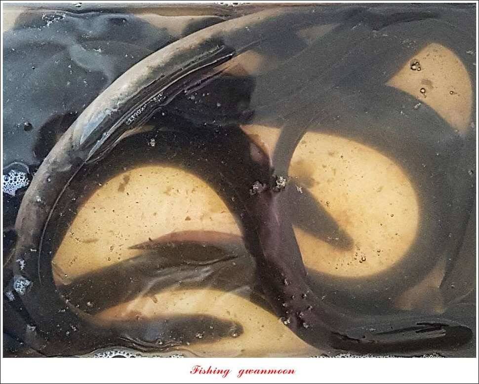 윤 낚시터 41 cm 늘푸른 16 kg 장어실리곡 37 cm한버들 월척 조황 (조황조행기 - 특파원조황)