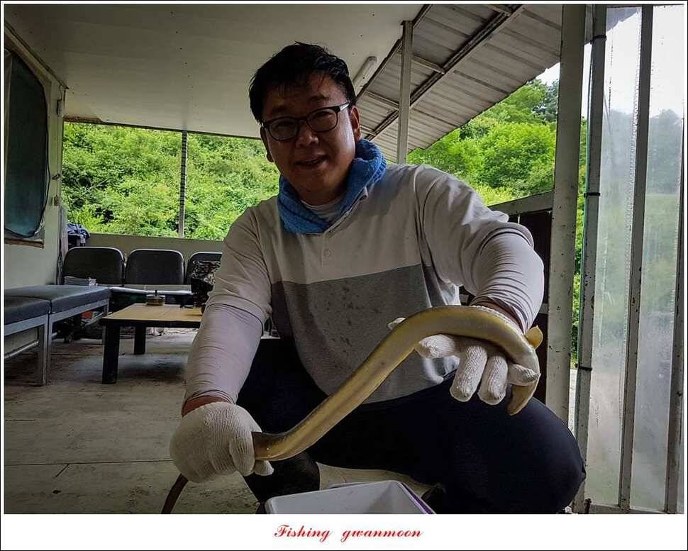 늘푸른한버들화곡지 조황 (조황조행기 - 특파원조황)