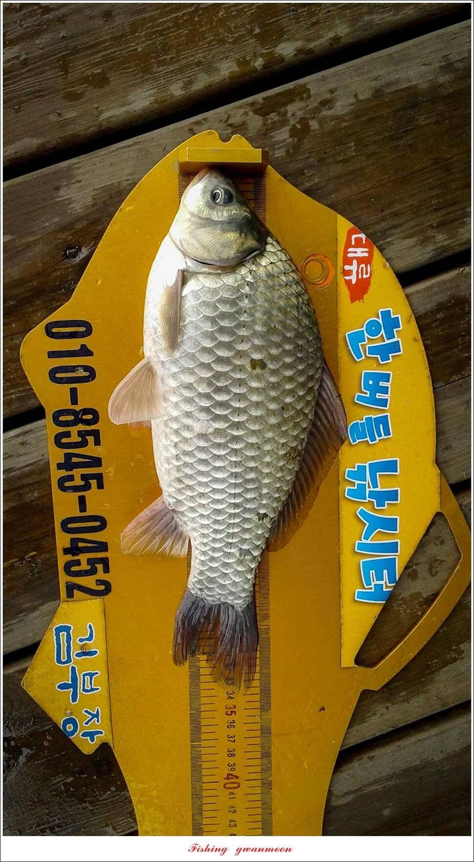 제일 47 cm 대물실리곡한버들 마릿수 월척 조황 (조황조행기 - 특파원조황)