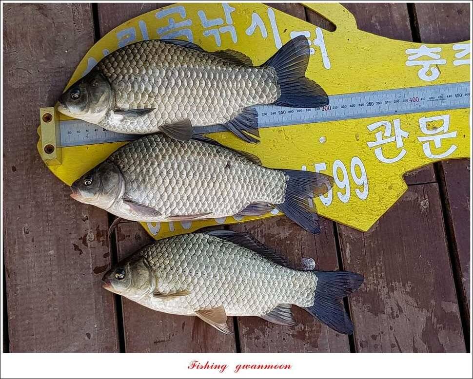 화곡지한버들돌감실리곡신매 조황 (조황조행기 - 특파원조황)