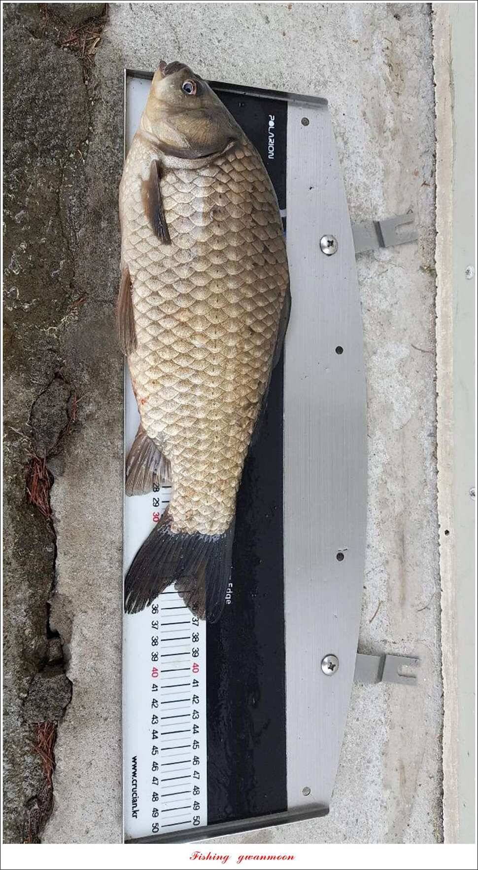 추평지 504 cm485 cm화곡지돌감실리곡 조황 (조황조행기 - 특파원조황)
